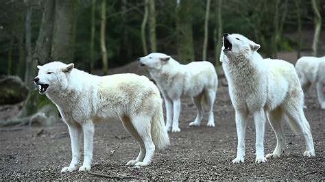 wolves howling youtube